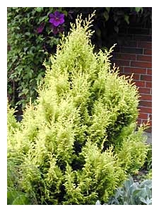 CHAMAECYPARIS pisifera 'Plumosa Aurea'